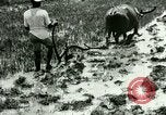 Standbild Reisanbau Philippinen, 1915, aus Sekunde 37 historischem Filmmaterial Videoclip 65675078021