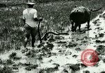 Standbild Reisanbau Philippinen, 1915, aus Sekunde 38 historischem Filmmaterial Videoclip 65675078021