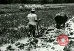 Standbild Reisanbau Philippinen, 1915, aus Sekunde 41 historischem Filmmaterial Videoclip 65675078021