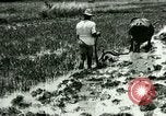 Standbild Reisanbau Philippinen, 1915, aus Sekunde 44 historischem Filmmaterial Videoclip 65675078021