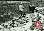 Standbild Reisanbau Philippinen, 1915, aus Sekunde 48 historischem Filmmaterial Videoclip 65675078021