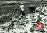 Standbild Reisanbau Philippinen, 1915, aus Sekunde 49 historischem Filmmaterial Videoclip 65675078021