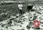Standbild Reisanbau Philippinen, 1915, aus Sekunde 50 historischem Filmmaterial Videoclip 65675078021