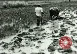 Standbild Reisanbau Philippinen, 1915, aus Sekunde 51 historischem Filmmaterial Videoclip 65675078021