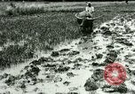 Standbild Reisanbau Philippinen, 1915, aus Sekunde 53 historischem Filmmaterial Videoclip 65675078021