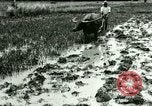Standbild Reisanbau Philippinen, 1915, aus Sekunde 55 historischem Filmmaterial Videoclip 65675078021