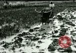 Standbild Reisanbau Philippinen, 1915, aus Sekunde 56 historischem Filmmaterial Videoclip 65675078021