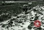 Standbild Reisanbau Philippinen, 1915, aus Sekunde 57 historischem Filmmaterial Videoclip 65675078021
