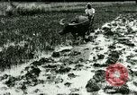 Standbild Reisanbau Philippinen, 1915, aus Sekunde 58 historischem Filmmaterial Videoclip 65675078021