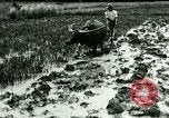 Standbild Reisanbau Philippinen, 1915, aus Sekunde 59 historischem Filmmaterial Videoclip 65675078021