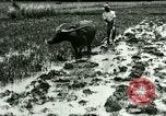 Standbild Reisanbau Philippinen, 1915, aus Sekunde 60 historischem Filmmaterial Videoclip 65675078021