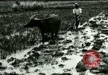 Standbild Reisanbau Philippinen, 1915, aus Sekunde 62 historischem Filmmaterial Videoclip 65675078021