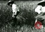 Image of rice cultivation Philippines, 1915, second 3 stock footage video 65675078022