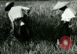 Image of rice cultivation Philippines, 1915, second 6 stock footage video 65675078022