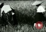 Image of rice cultivation Philippines, 1915, second 7 stock footage video 65675078022
