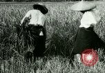 Image of rice cultivation Philippines, 1915, second 9 stock footage video 65675078022