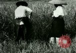 Image of rice cultivation Philippines, 1915, second 11 stock footage video 65675078022