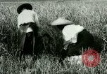 Image of rice cultivation Philippines, 1915, second 13 stock footage video 65675078022