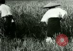 Image of rice cultivation Philippines, 1915, second 17 stock footage video 65675078022