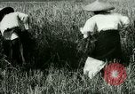 Image of rice cultivation Philippines, 1915, second 18 stock footage video 65675078022