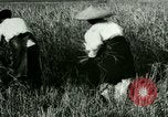Image of rice cultivation Philippines, 1915, second 19 stock footage video 65675078022