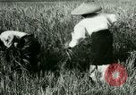Image of rice cultivation Philippines, 1915, second 21 stock footage video 65675078022