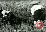 Image of rice cultivation Philippines, 1915, second 22 stock footage video 65675078022