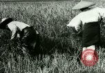 Image of rice cultivation Philippines, 1915, second 23 stock footage video 65675078022