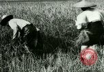 Image of rice cultivation Philippines, 1915, second 24 stock footage video 65675078022
