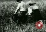 Image of rice cultivation Philippines, 1915, second 25 stock footage video 65675078022