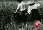 Image of rice cultivation Philippines, 1915, second 26 stock footage video 65675078022