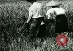 Image of rice cultivation Philippines, 1915, second 28 stock footage video 65675078022