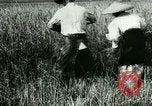 Image of rice cultivation Philippines, 1915, second 29 stock footage video 65675078022
