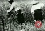Image of rice cultivation Philippines, 1915, second 30 stock footage video 65675078022