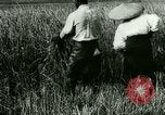 Image of rice cultivation Philippines, 1915, second 31 stock footage video 65675078022