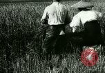 Image of rice cultivation Philippines, 1915, second 32 stock footage video 65675078022