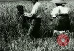 Image of rice cultivation Philippines, 1915, second 33 stock footage video 65675078022