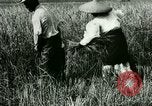 Image of rice cultivation Philippines, 1915, second 35 stock footage video 65675078022