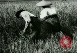 Image of rice cultivation Philippines, 1915, second 36 stock footage video 65675078022