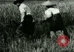 Image of rice cultivation Philippines, 1915, second 37 stock footage video 65675078022