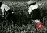 Image of rice cultivation Philippines, 1915, second 38 stock footage video 65675078022