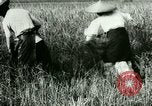 Image of rice cultivation Philippines, 1915, second 39 stock footage video 65675078022