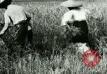 Image of rice cultivation Philippines, 1915, second 40 stock footage video 65675078022