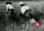 Image of rice cultivation Philippines, 1915, second 41 stock footage video 65675078022