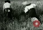Image of rice cultivation Philippines, 1915, second 43 stock footage video 65675078022