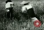 Image of rice cultivation Philippines, 1915, second 44 stock footage video 65675078022