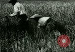 Image of rice cultivation Philippines, 1915, second 46 stock footage video 65675078022