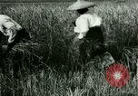 Image of rice cultivation Philippines, 1915, second 47 stock footage video 65675078022