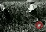 Image of rice cultivation Philippines, 1915, second 48 stock footage video 65675078022