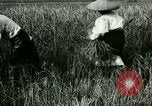 Image of rice cultivation Philippines, 1915, second 50 stock footage video 65675078022